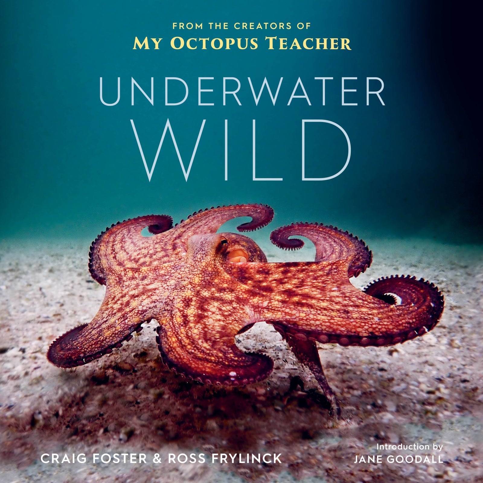 Underwater Wild : My Octopus Teacher's Extraordinary World