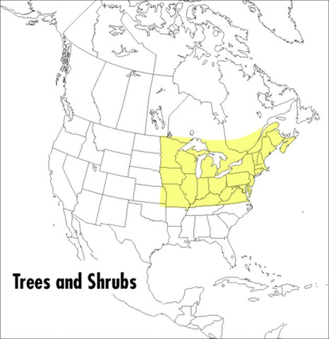 A Peterson Field Guide To Trees And Shrubs : Northeastern and north-central United States and southeastern and south-centralCanada