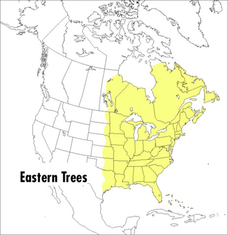 A Peterson Field Guide To Eastern Trees : Eastern United States and Canada, Including the Midwest